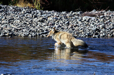 Coyote in Yellowstone National Park, Wyoming USA