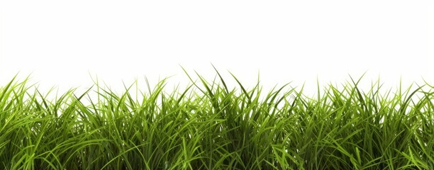 Grass field row lush close up cut out backgrounds 3d render, Generative AI 
