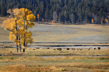 Bison in Yellowstone National Park, Wyoming USA