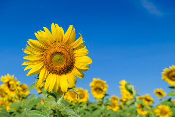 Beautiful sunflower blooming in sunflower field with blue sky background. Lop buri