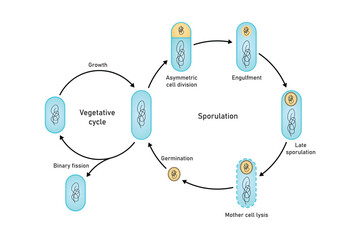 Endospore Life cycle Scientific Design. Vector Illustration. - obrazy, fototapety, plakaty