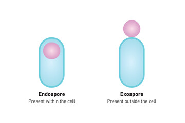 Endospore and Exospore Structure Scientific Design. Vector Illustration.