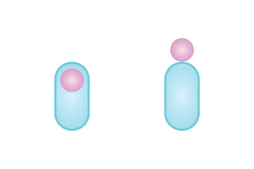 Endospore and Exospore Structure Scientific Design. Vector Illustration.