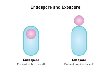 Endospore and Exospore Structure Scientific Design. Vector Illustration.