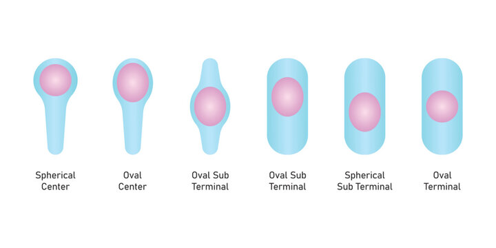 Endospore Types Structure Scientific Design. Vector Illustration.