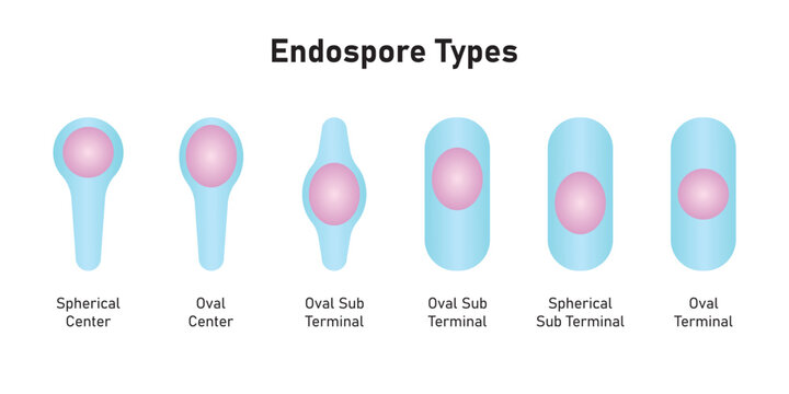Endospore Types Structure Scientific Design. Vector Illustration.