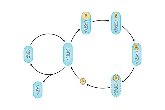Endospore Life cycle Scientific Design. Vector Illustration.