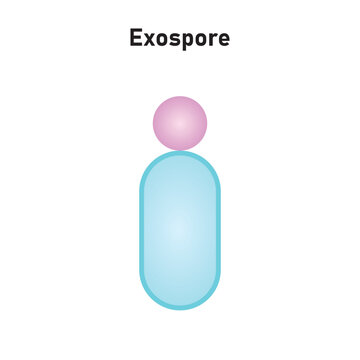 Exospore Structure Scientific Design. Vector Illustration.