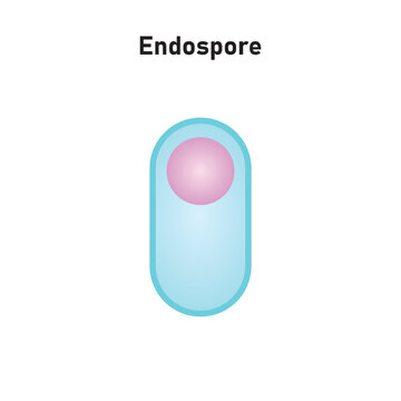 Endospore Structure Scientific Design. Vector Illustration.