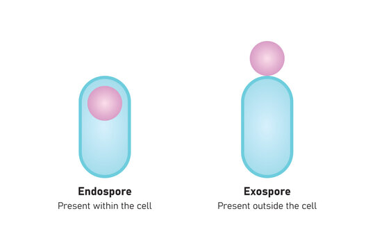Endospore and Exospore Structure Scientific Design. Vector Illustration.