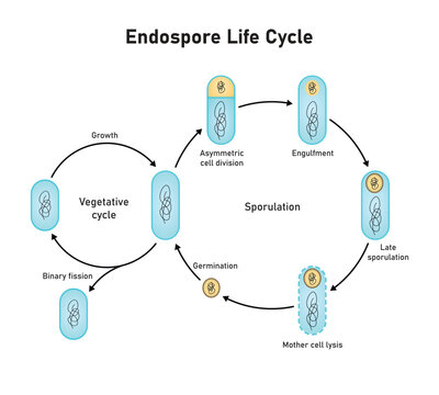 Endospore Life cycle Scientific Design. Vector Illustration.