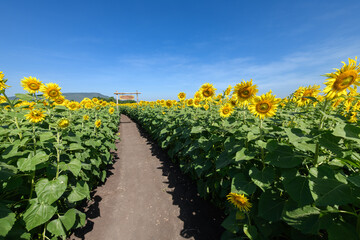 Beautiful sunflower blooming in sunflower field with wooden sign at the entrance and blue sky background.