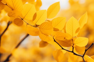Naklejka na ściany i meble Yellow leaves background in autumn season, portraying the warm hues of fall. yellow leaves, background, autumn season, warm hues, fall