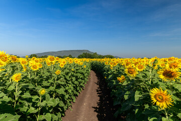 Beautiful sunflower blooming in sunflower field and trail with blue sky background. Lop buri - obrazy, fototapety, plakaty