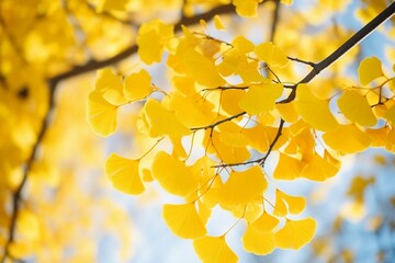 Yellow ginkgo leaves on a sunlight background, evoking a sense of freshness and vitality.