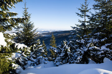 Beautiful winter day in the mountains. Sunny weather and fir tree, pine trees, covered with snow. 