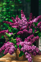 Obraz premium live purple lilac in a greenhouse. photo zone in a glass greenhouse with marvelous lilac flowers. small flowers of mossy lilac