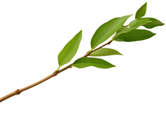Obraz premium green leaves isolated on transparent background