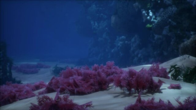 Shallow ocean floor with coral reef and fish