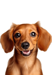 Cute playful dog looking happy isolated on transparent background. dachshund young dog posing