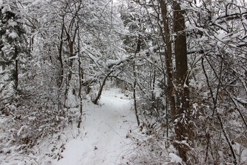 Path in winter with snow covered trees in McMasterville, Qc