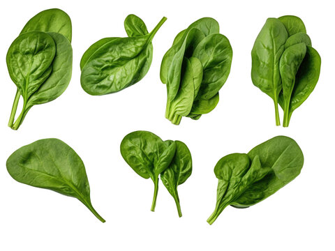 Bundle of fresh spinach isolated on transparent and white background