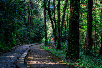 The view of the natural background of the mountain close-up, with blurred fog scattered in the rainy season or the humid climate, with beautiful green trees in the ecological system