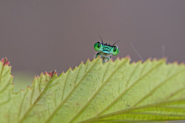 Nahaufnahme einer Pechlibelle versteckt hinter einem Blatt
Close-up front-view of a damselfly hidden behind a leaf