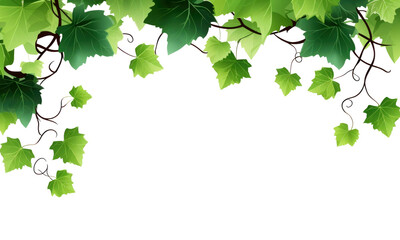 Grape leaves vine branch on transparent background