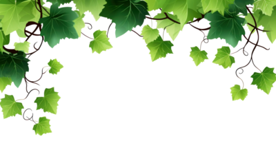 Grape leaves vine branch on transparent background
