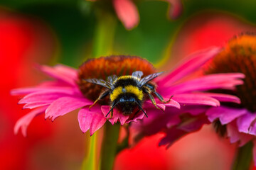 Macro bumblebee on a pink flower 