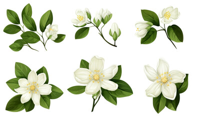 Set of jasmine flowers and leaves isolated on transparent background