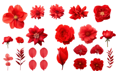 Set of different red flowers (hibiscus; tulip; peony) isolated on transparent background. Top view