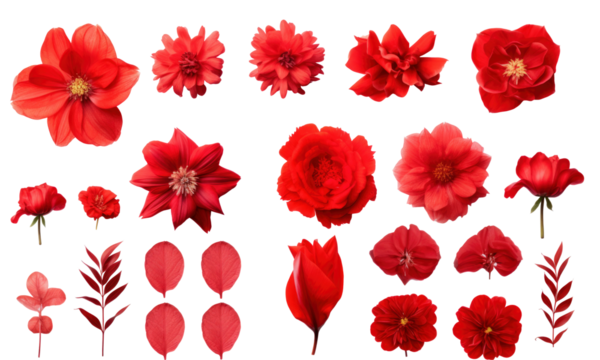 Set of different red flowers (hibiscus; tulip; peony) isolated on transparent background. Top view - Powered by Adobe