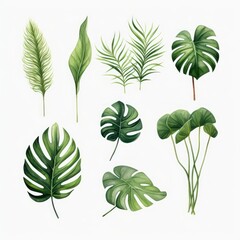 Fototapeta na wymiar Watercolor set of exotic plants. Palm leaves and monstera leaves on white background.