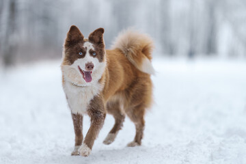 Closeup portrait of siberian laika in ginger color walking and playing in snow