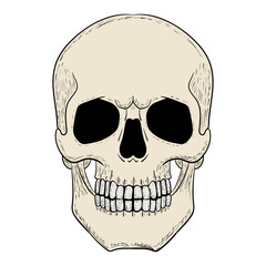 Skull vector illustration. Human head skeleton icon.