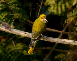 Golden oriole on a branch