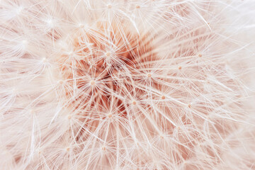 Dandelion seeds background, light Peach pastel color