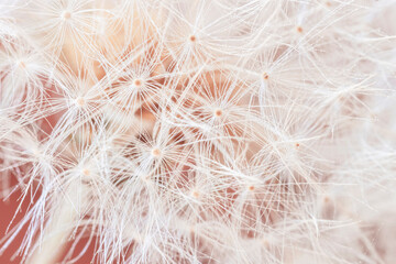 Close-up of fluffy dandelion flower. Natural soft background, selective focus
