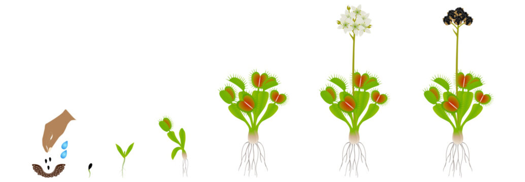 Cycle of growth of venus flytrap plant on a white background.