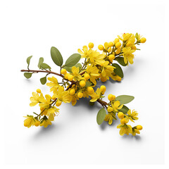 Small sprigs of yellow flowers of berberis thunbergii isolated on transparent background. Generative AI