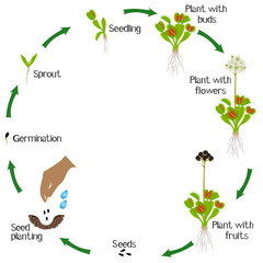 A growth cycle of venus flytrap plant on a white background.