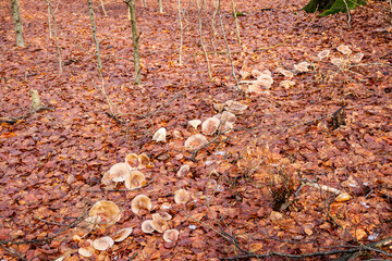 autumn leaves on the ground with a ring of mushrooms