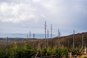 dead forest and new trees