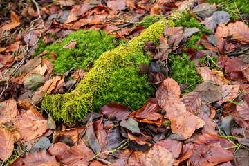 moss on the tree