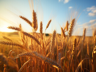 Fototapeta premium A vast sunlit field of golden wheat swaying in the breeze.