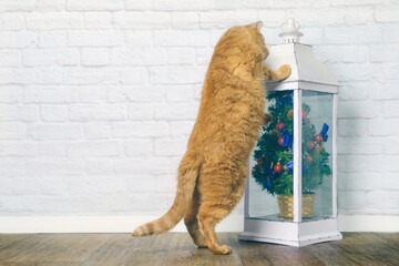 Curious ginger cat  want to destroy a small christmas Tree. 