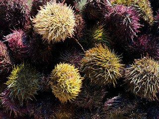 Sea Urchins