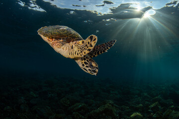 Hawksbill Turtle - Eretmochelys imbricata swims along coral reefs. Underwater world of Tulamben, Bali, Indonesia.